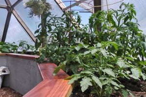 Greenhouse tomatoes