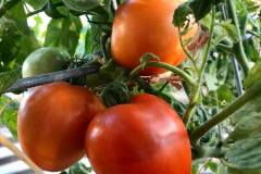 andrews-tomatos