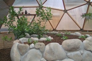 A close-up view inside a dome greenhouse featuring a curved rock and concrete raised garden bed, with lush greenery and soft natural light filtering through the transparent panels above.