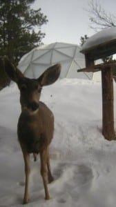 Deer in front of 22' Growing Dome greenhouse