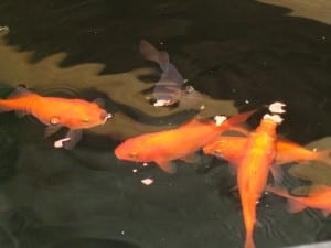 Goldfish in greenhouse pond