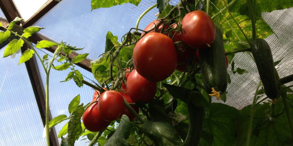 Close up photo of red vine ripened tomatoes