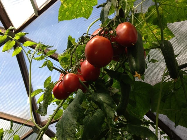 Tomatoes and cucumbers growing in a Colorado greenhouse