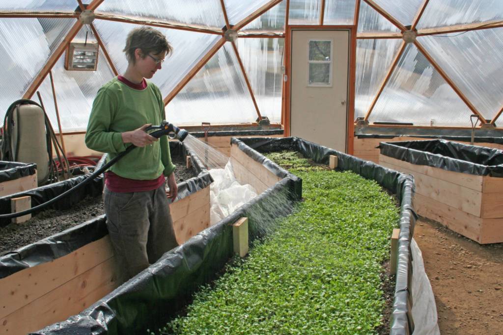 "A person watering dense green sprouts in long wooden raised beds inside a sunlit geodesic greenhouse, with a clear view of the structure's unique dome design.