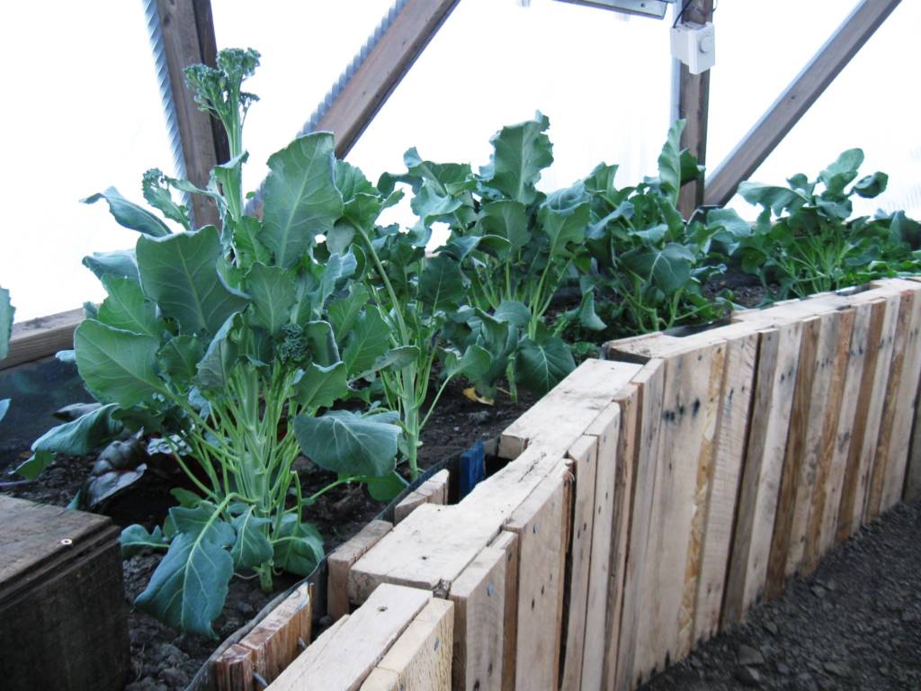 Vibrant broccoli and cauliflower plants growing in a wood pallet raised garden bed inside a greenhouse with a transparent ceiling, providing a healthy indoor gardening environment.