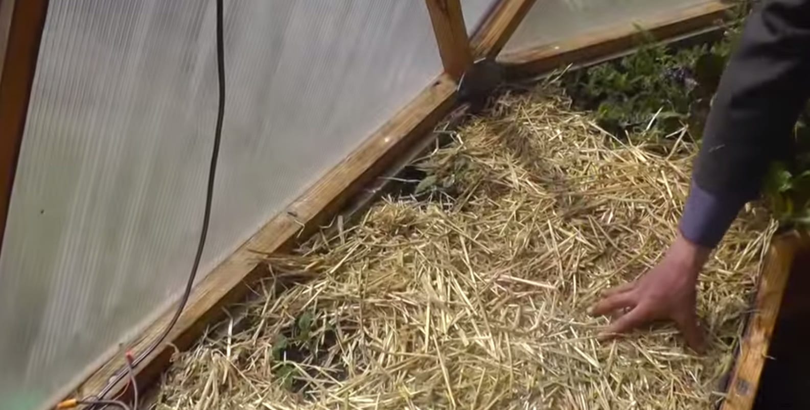 Image of Straw mulch in a greenhouse