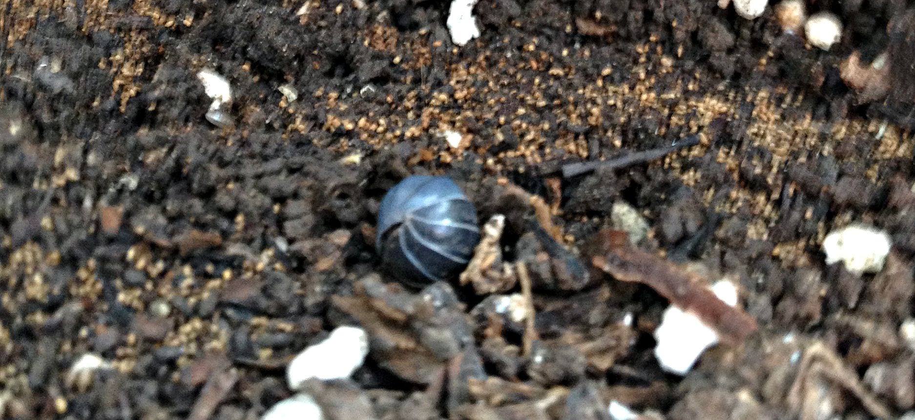 organic pest control roly poly