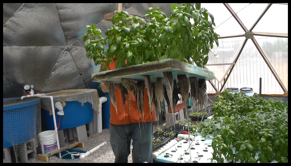 aquaponics in greenhouse