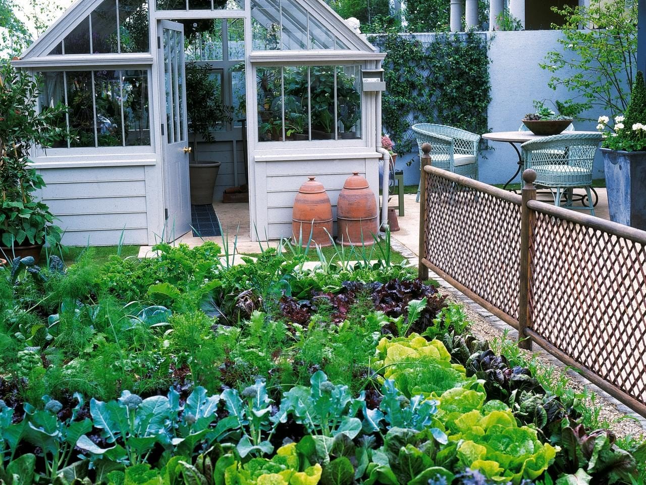 lettuce growing outside in a direct sow garden in front of a traditional english style greenhouse