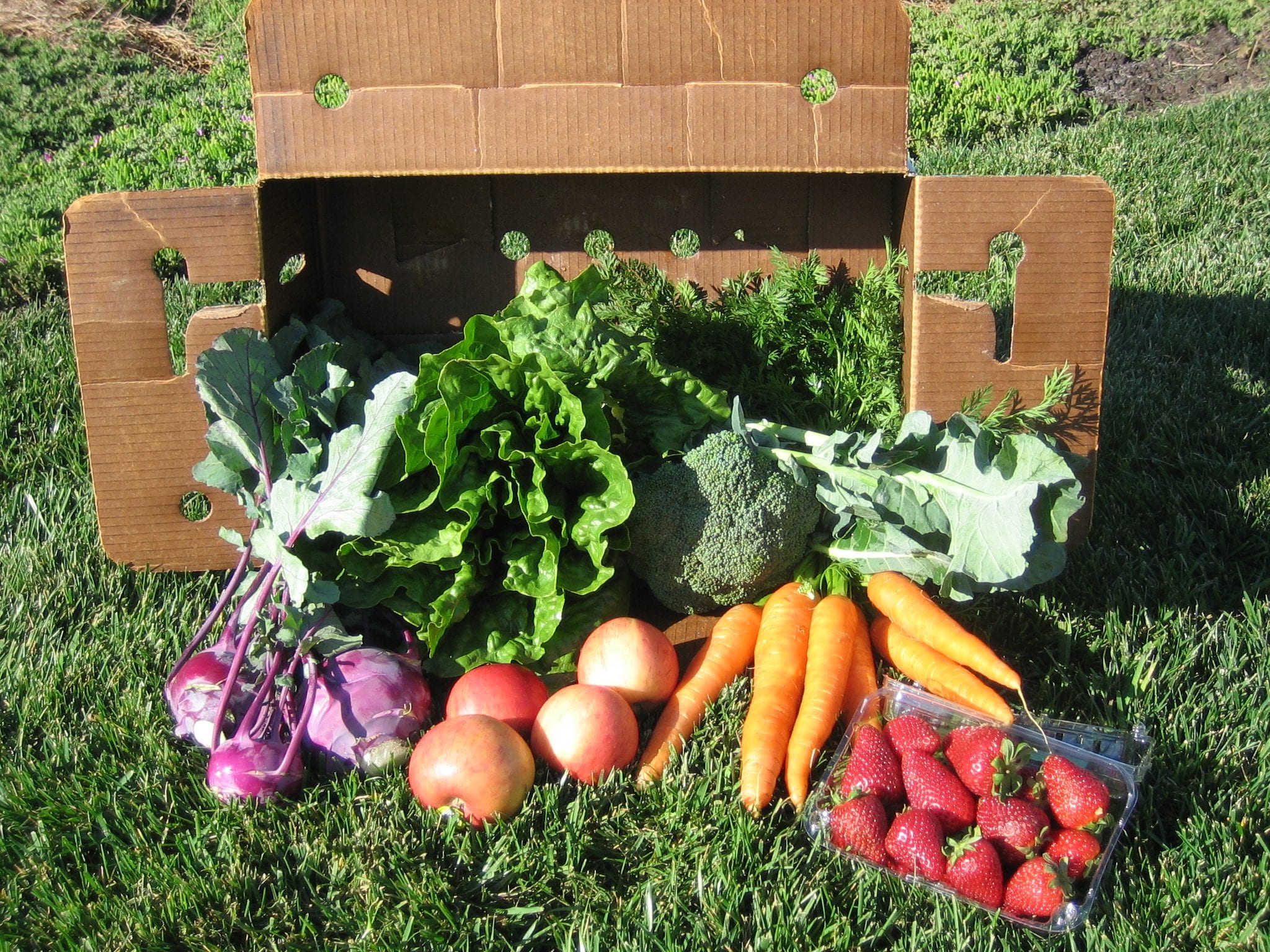 growing your own vs shopping fresh produce in a bow: turnips, lettuce, carrots, strawberries, apples, broccoli, cilantro