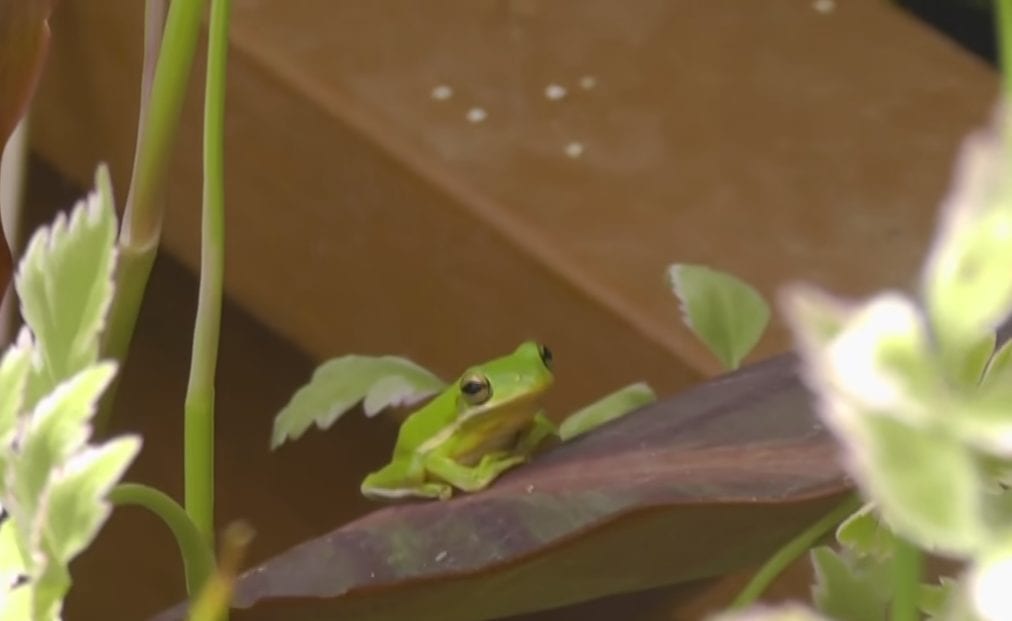 frogs in your greenhouse