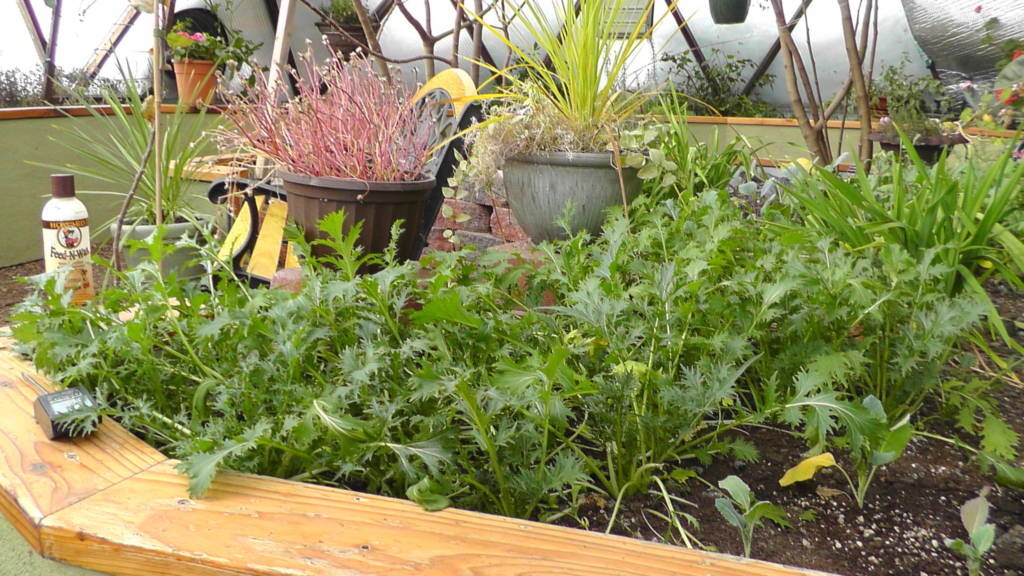 greens growing in raised beds in January 