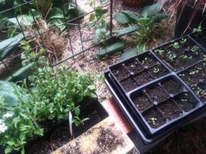 Transplanting Vegetables and Starts in a Greenhouse for spring planting season