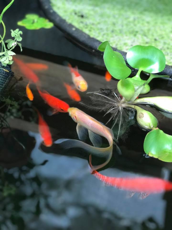 Fish in an above ground pond in a greenhouse