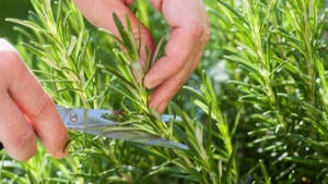 Rosemary planting schedule