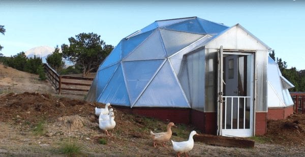 Geese in front of a geodesic dome greenhouse at mountain goat lodge