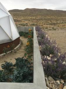 sunflowers around geodesic greenhouse in desert