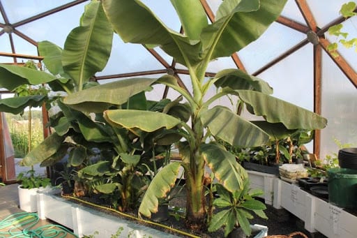 Banana Plants in Growing Dome Greenhouse in Sweden