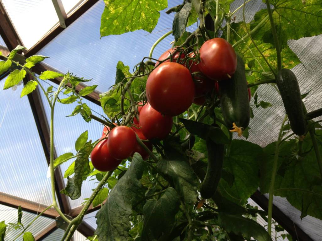 Fresh Tomatoes off the vine in a Growing Dome Greenhouse