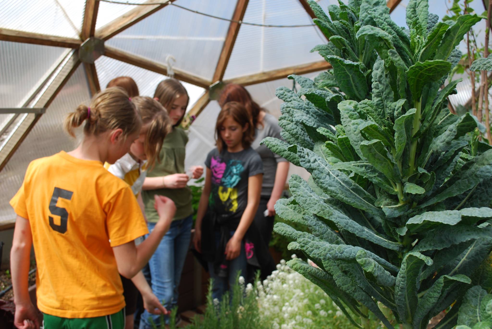 large kale plant growing in the foreground with kids in the background in a growing dome greenhouse