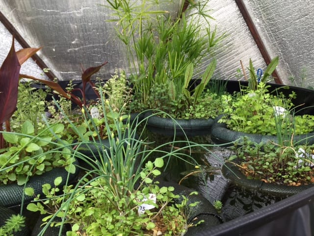 Floating Plant Islands in the Greenhouse Pond