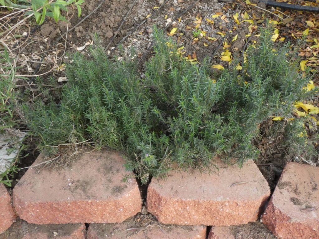 A close-up of a lush herb garden with Pavestone bricks loosely arranged to form a simple raised bed, highlighting an easy and functional approach to urban gardening.