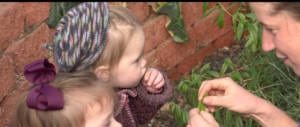 Kids eating garden herbs