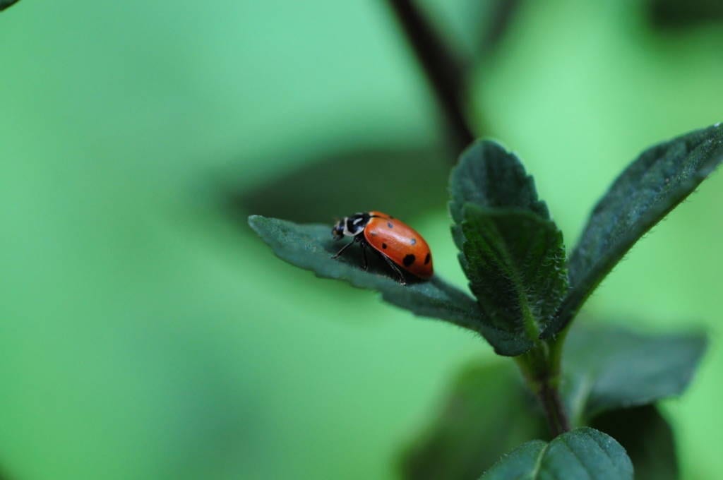 Beneficial Insect Ladybug
