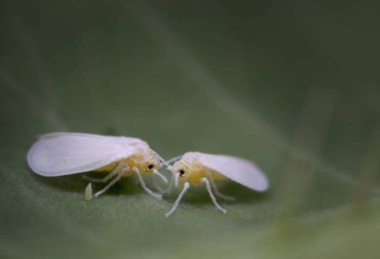 Whitefly pests