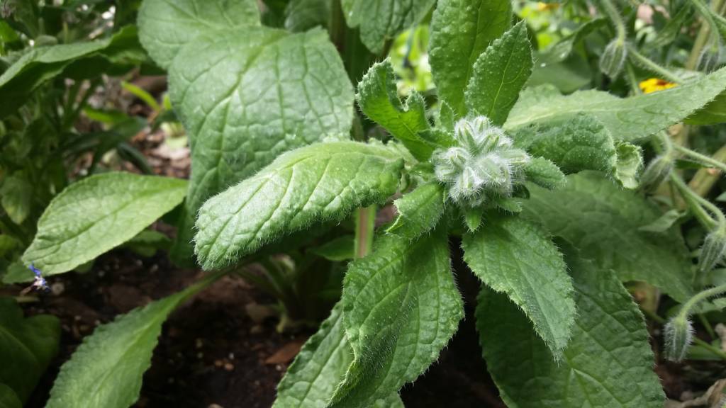 Borage Plant and Flower Buds edible leaves and flowers can grow in a greenhouse in winter