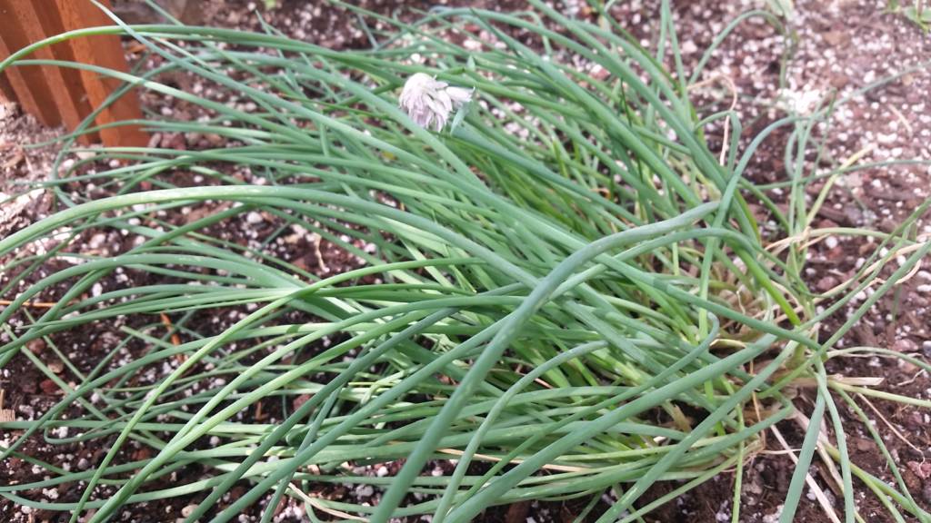 Chives in the winter Greenhouse