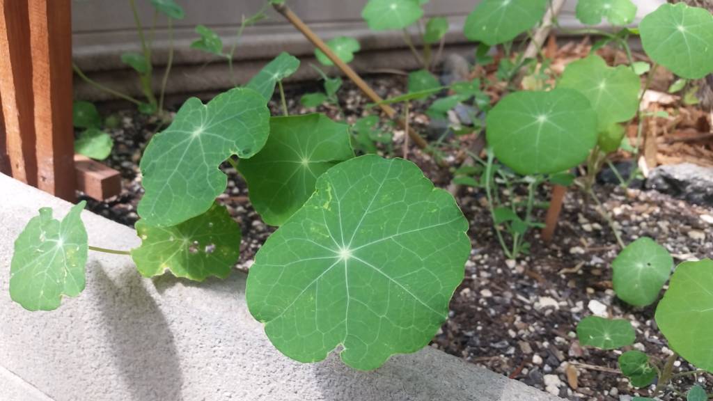 Nasturtium Plant Edible Peppery Leaves and Flowers in the winter greenhouse