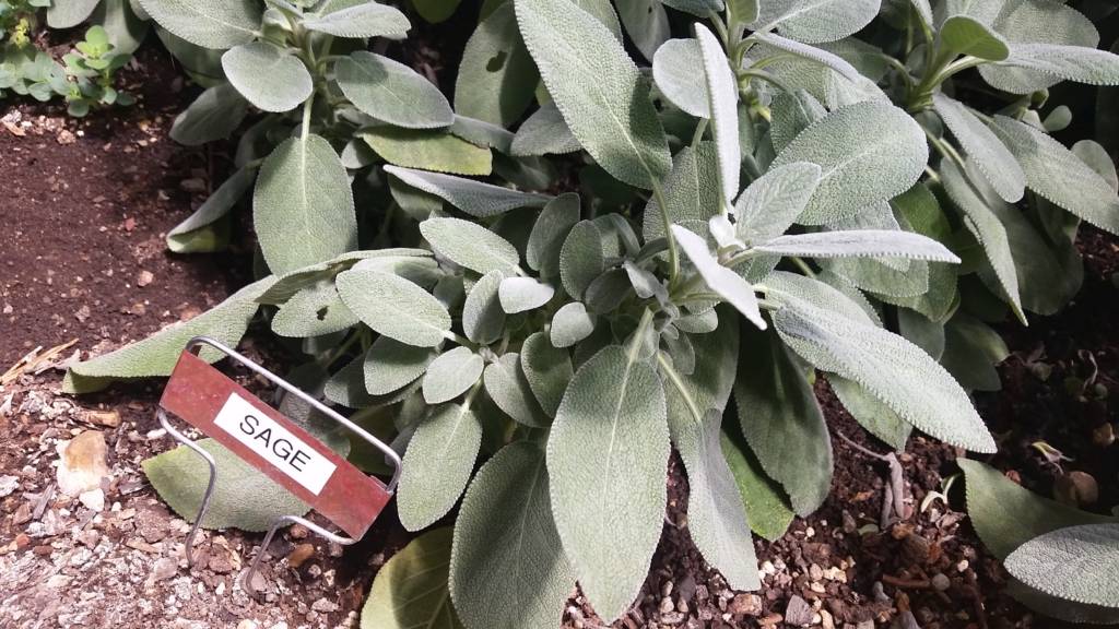 Culinary Sage in the Greenhouse