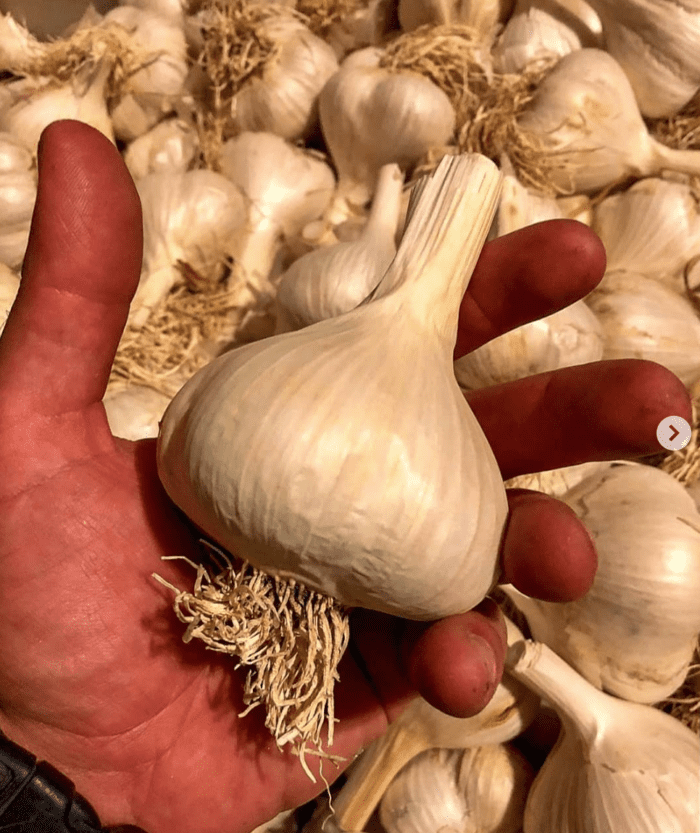 beat cold and flu season with garlic