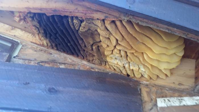 Honeybee Colony Ready for A Cutout
