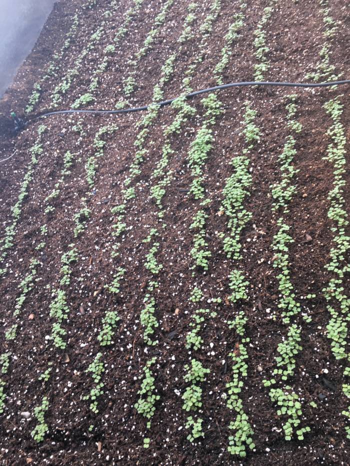 Baby Arugula starting to sprout in the Growing Dome Greenhouse