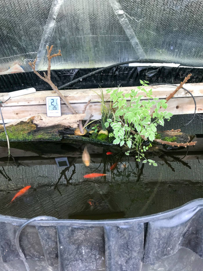 pond with goldfish
