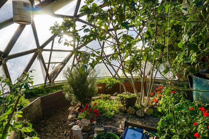 inside a lush dome greenhouse