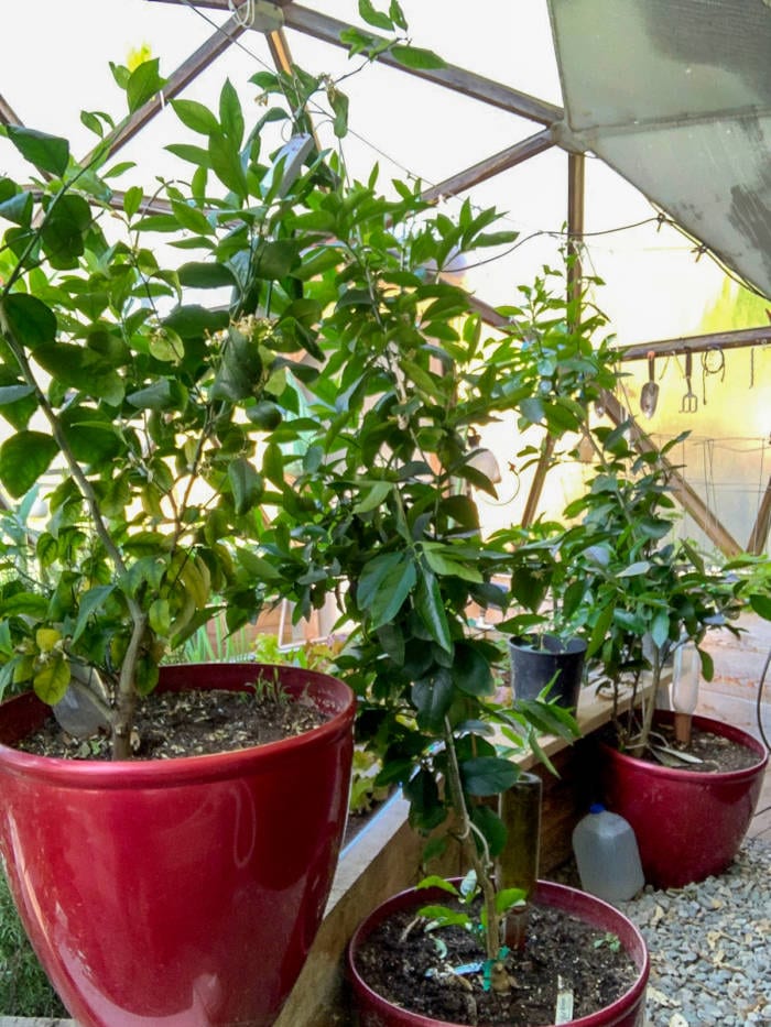 Potted lemon and lime trees in dome