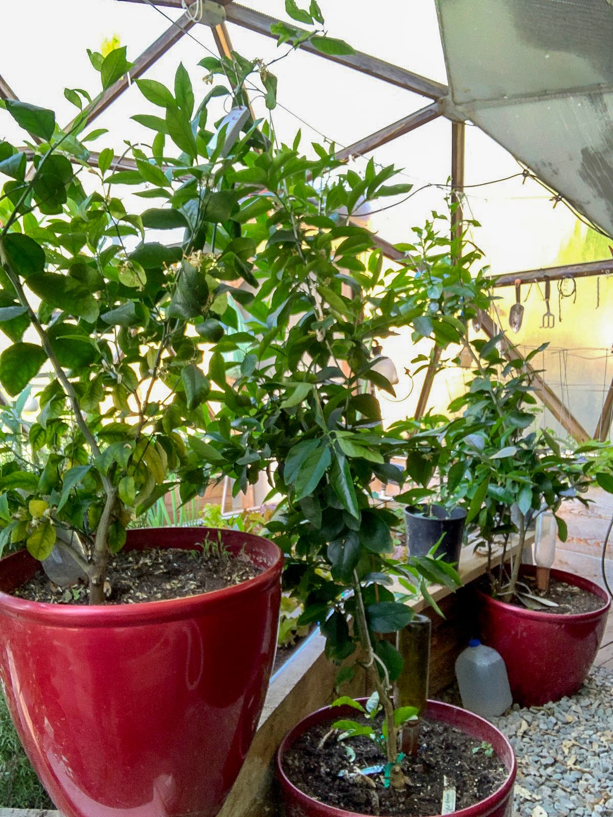 lemon and lime trees in pots in a greenhouse