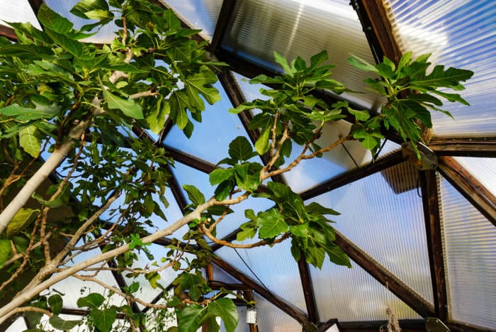 Shade Tree to cool Growing Dome Greenhouse