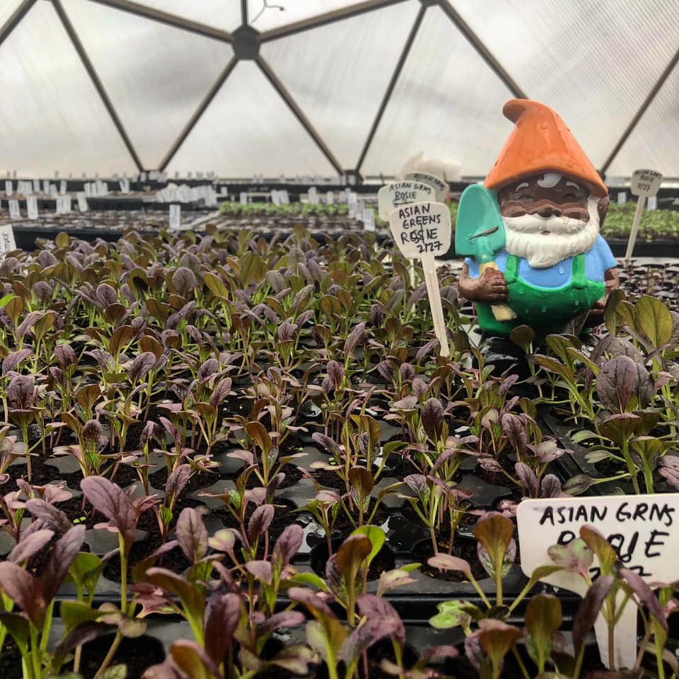 Urban Growers Initiative Farm Greenhouse Gnome