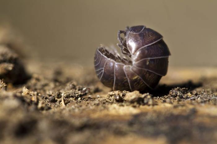 Pill bug or roly poly bug rolled up in a little ball