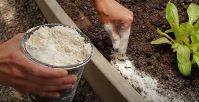 Use Diatomaceous Earth to dry out and get rid of pill bugs