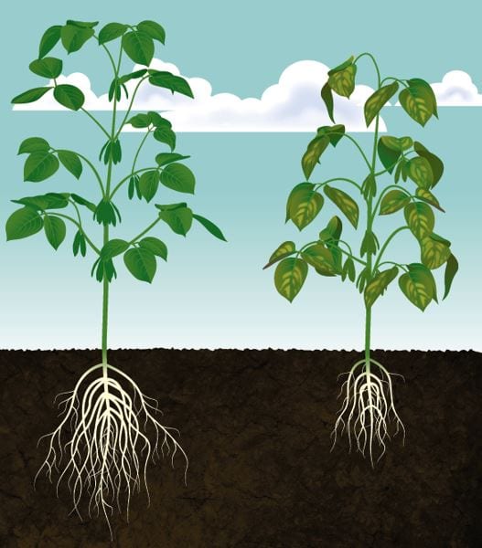 Root health is key to prevent powdery mildew