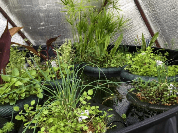 pond plants in floating planters