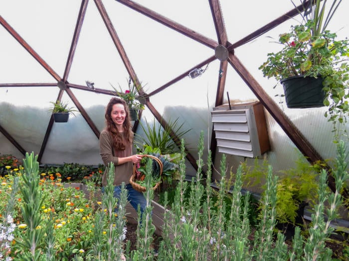 Gardener harvesting greenhouse plants