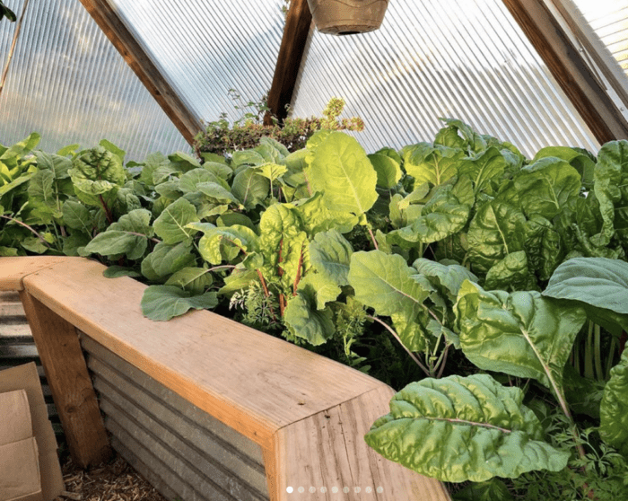 Fresh greens growing in a fall greenhouse