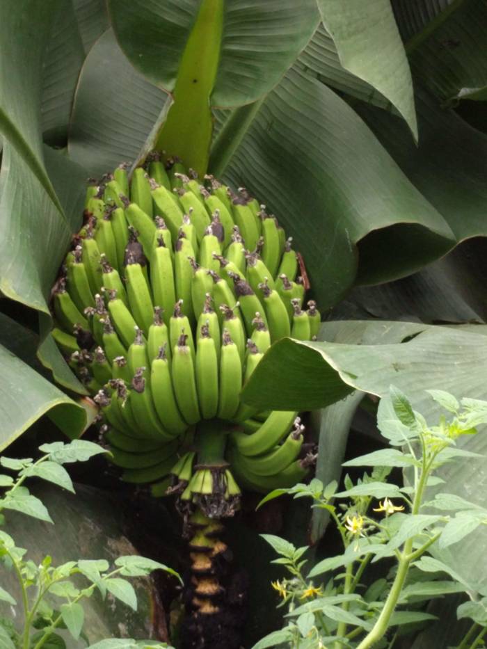 growing bananas in tropical greenhouse