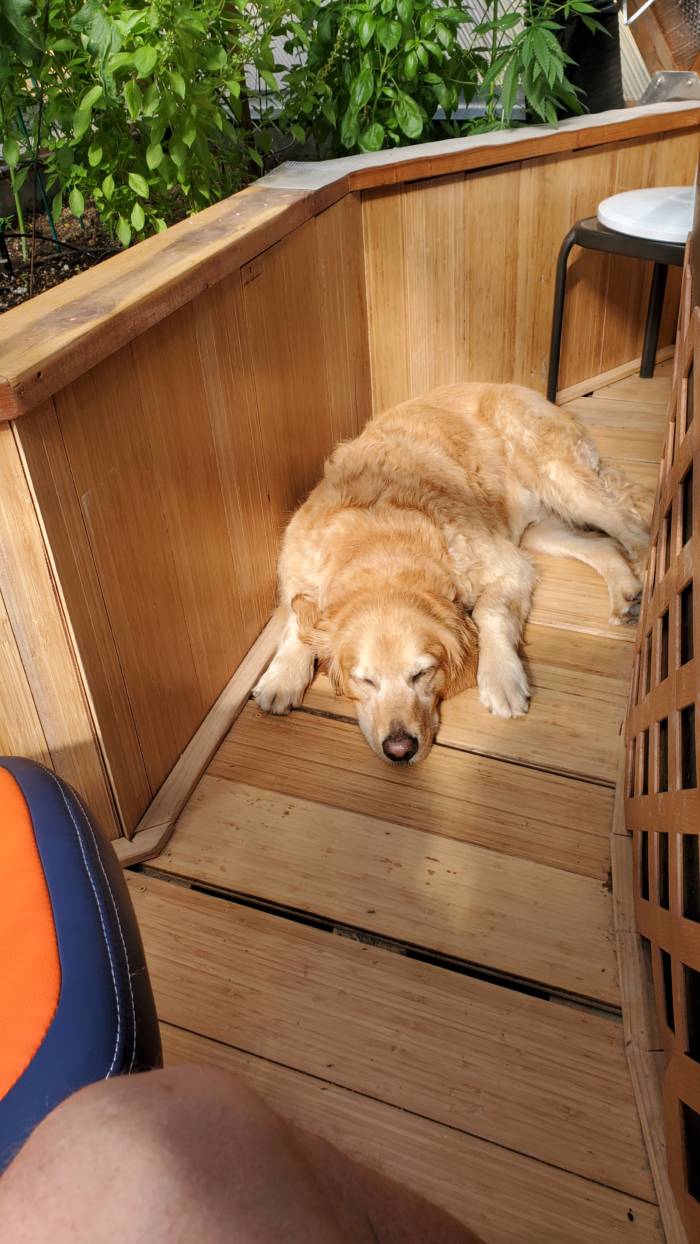 dog napping inside automated greenhouse